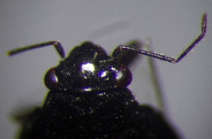 Piezocranum simulans