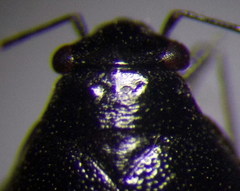 Piezocranum simulans