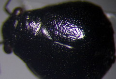 Piezocranum simulans