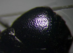 Piezocranum simulans