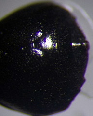 Piezocranum simulans