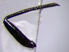 Piezocranum simulans