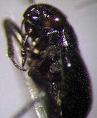 Piezocranum simulans