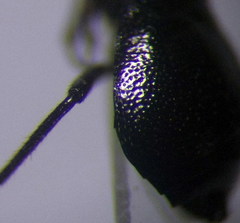 Piezocranum simulans
