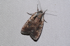 Eueretagrotis attentus