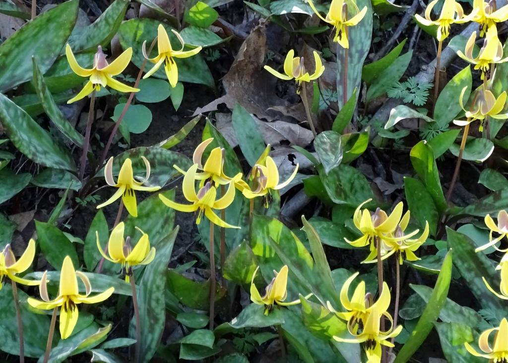 yellow trout lily from Overton Ponds north of Wooster, Wayne County, OH