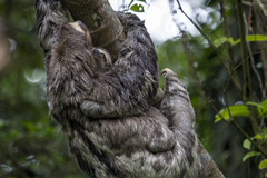 Brown-Throated Sloth photo 3