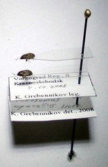 Pionosomus opacellus