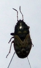 Pionosomus opacellus