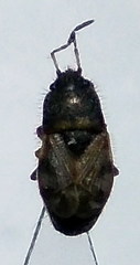 Pionosomus opacellus
