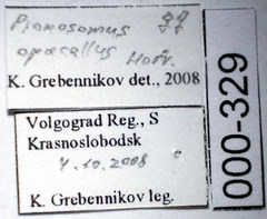 Pionosomus opacellus