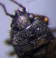 Pionosomus opacellus