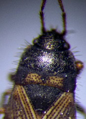 Pionosomus opacellus