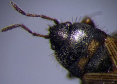 Pionosomus opacellus