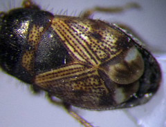 Pionosomus opacellus