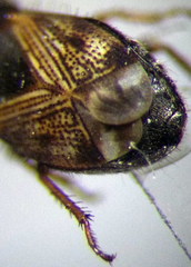 Pionosomus opacellus