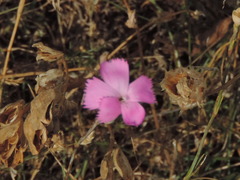 Dianthus longicaulis