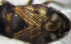 Pionosomus opacellus