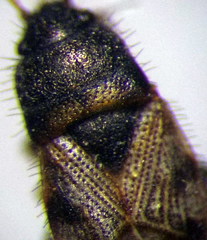 Pionosomus opacellus
