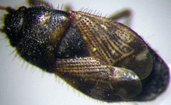Pionosomus opacellus