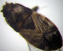 Pionosomus opacellus