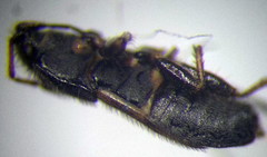 Pionosomus opacellus