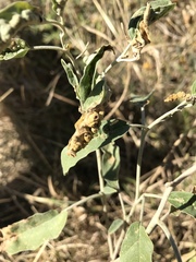 Ditylenchus phyllobius