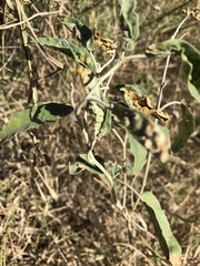 Ditylenchus phyllobius