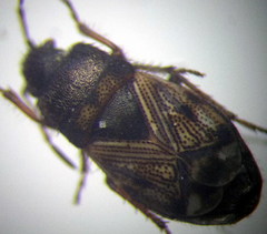 Pionosomus opacellus