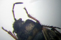 Pionosomus opacellus