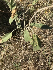 Ditylenchus phyllobius