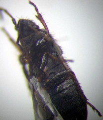 Pionosomus opacellus