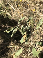 Ditylenchus phyllobius