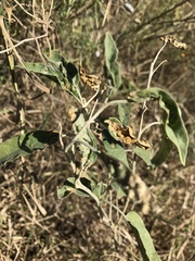 Ditylenchus phyllobius