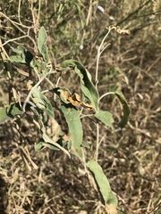 Ditylenchus phyllobius