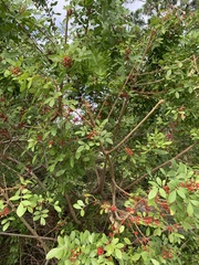 Ilex cassine image