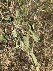 Ditylenchus phyllobius