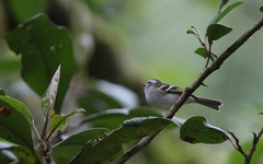 Mecocerculus stictopterus