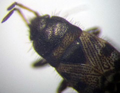 Pionosomus opacellus