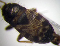 Pionosomus opacellus