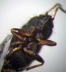 Pionosomus opacellus