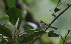 Mecocerculus stictopterus
