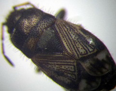 Pionosomus opacellus