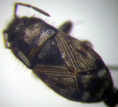 Pionosomus opacellus
