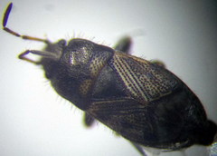 Pionosomus opacellus