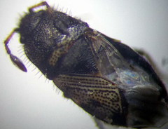 Pionosomus opacellus