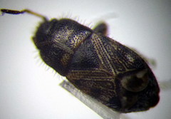 Pionosomus opacellus