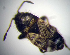 Pionosomus opacellus