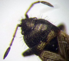 Pionosomus opacellus