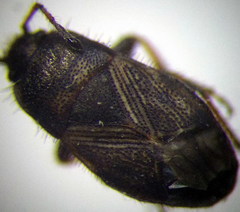 Pionosomus opacellus